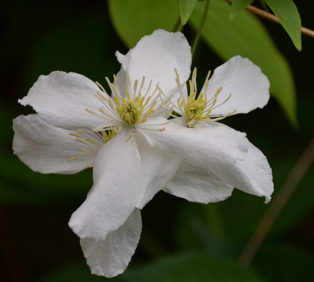 Clematis