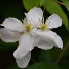 Clematis