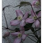 Clematis