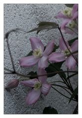 Clematis