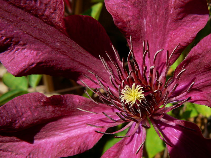 Clematis