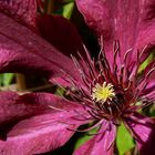 Clematis