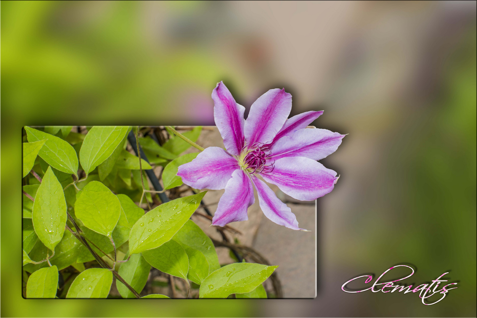 Clematis ...