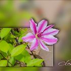 Clematis ...