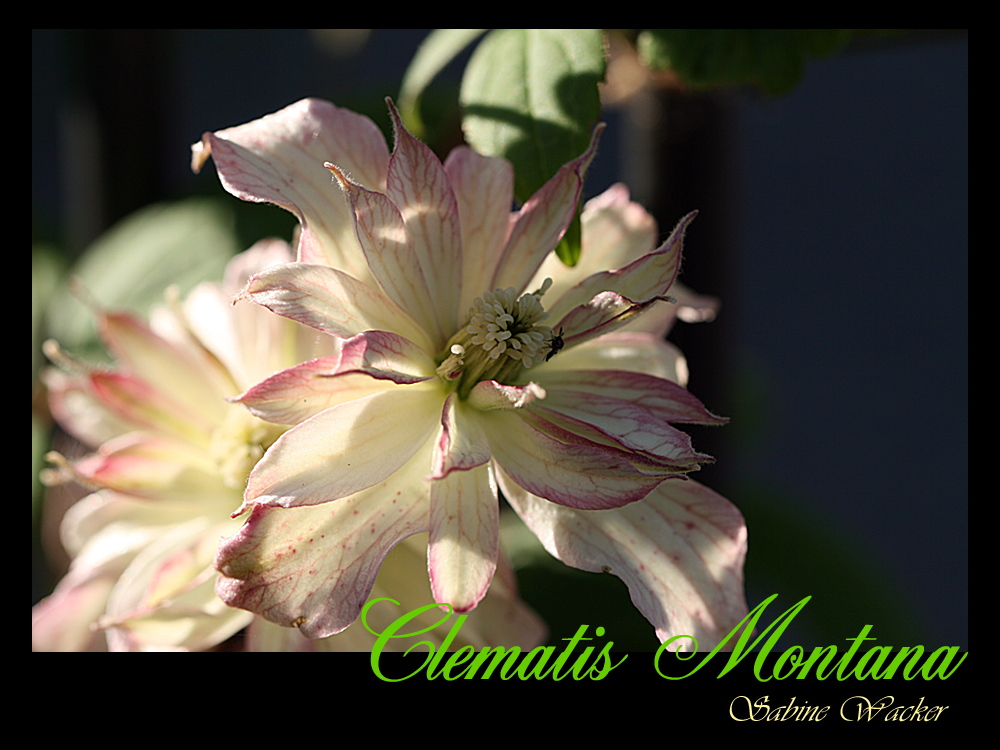 Clematis