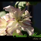 Clematis