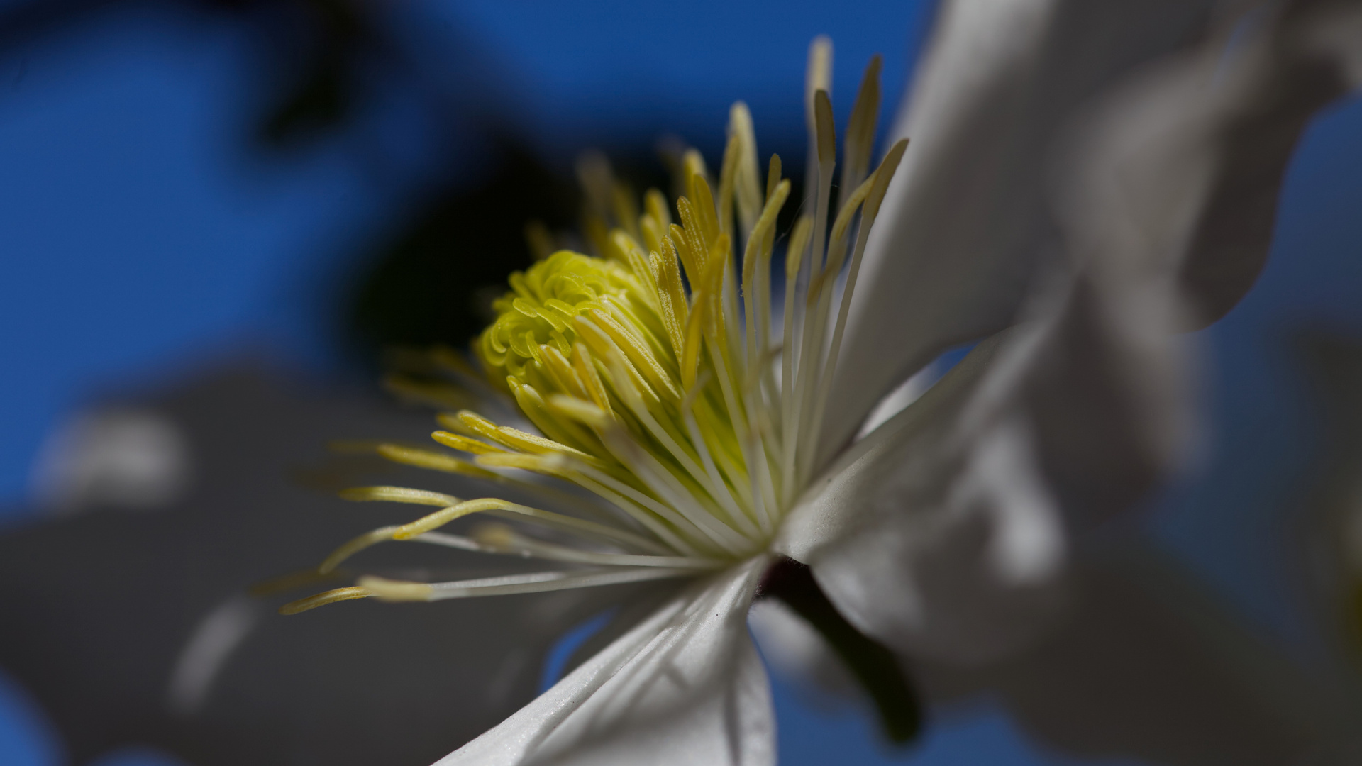 *** Clematis ***