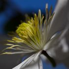 *** Clematis ***