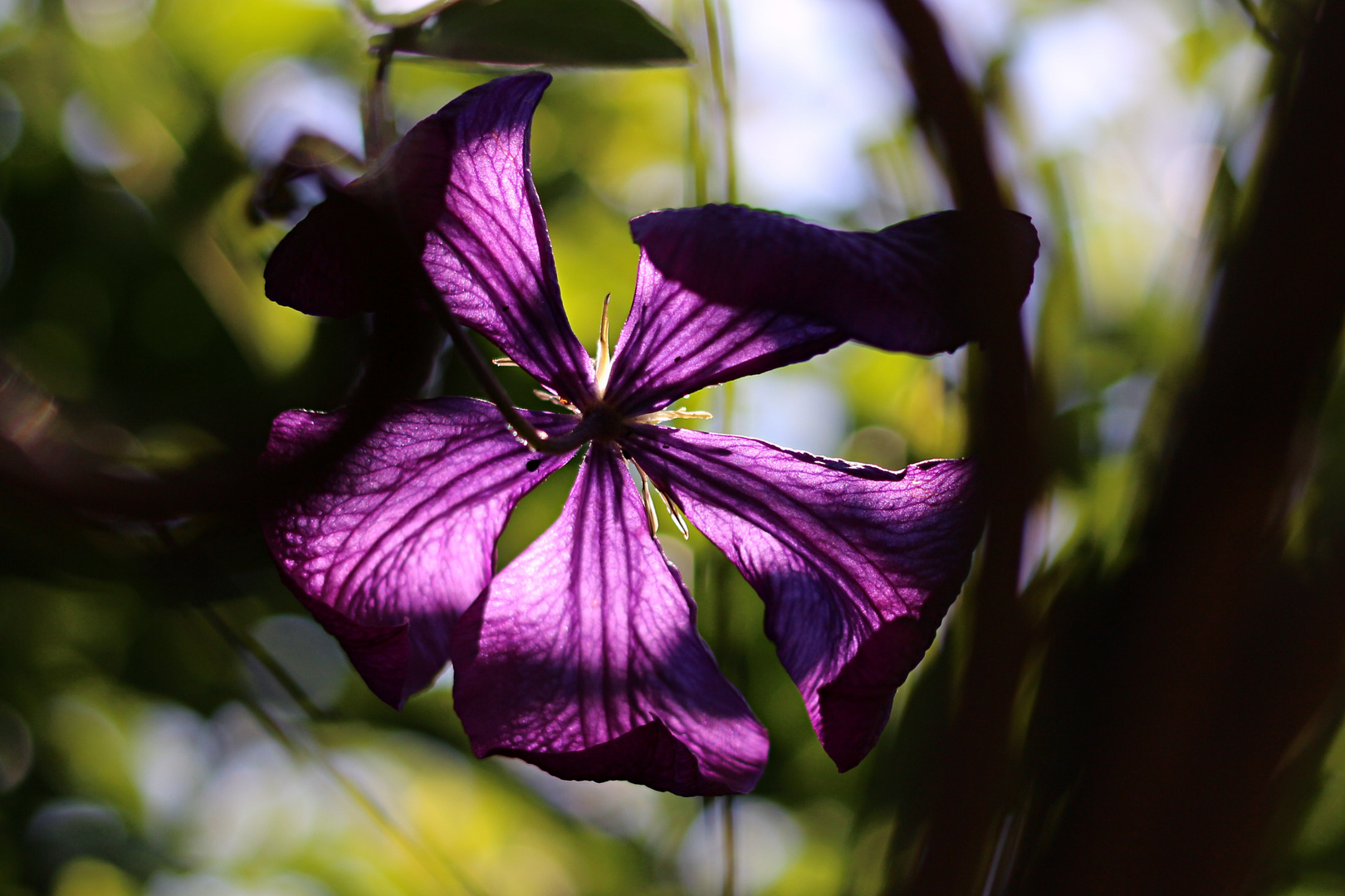 Clematis