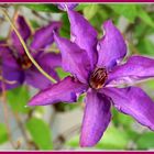 Clematis