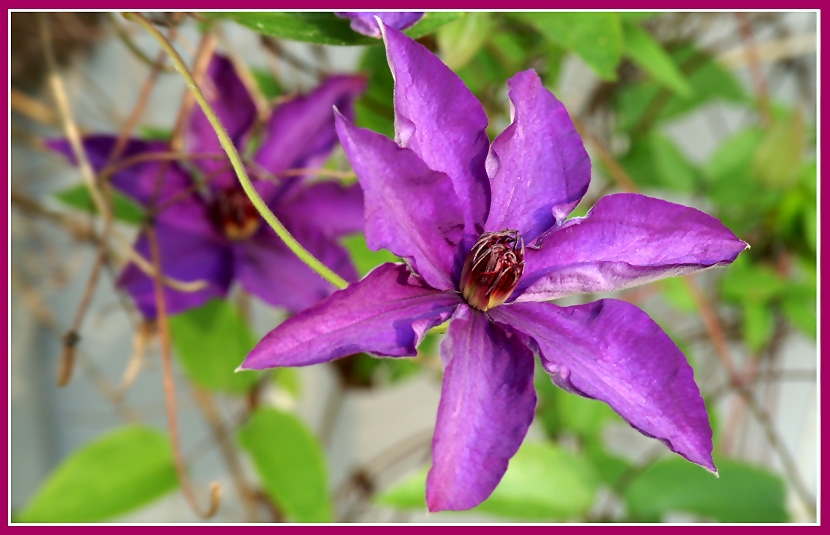 Clematis