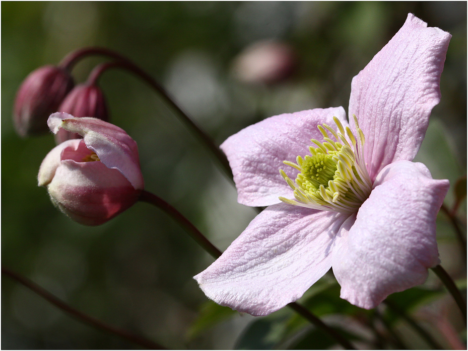 Clematis