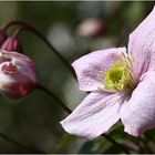 Clematis