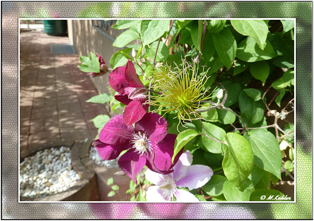 Clematis