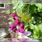 Clematis