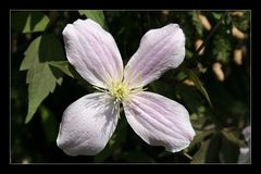 Clematis