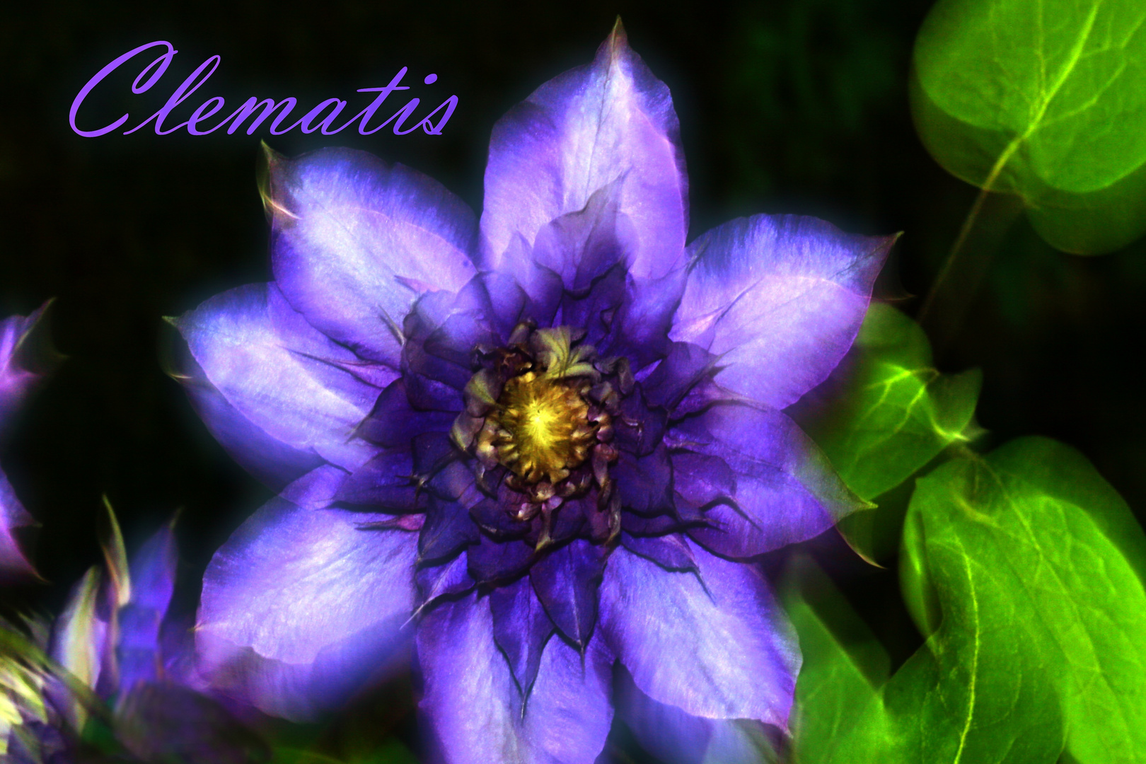 Clematis