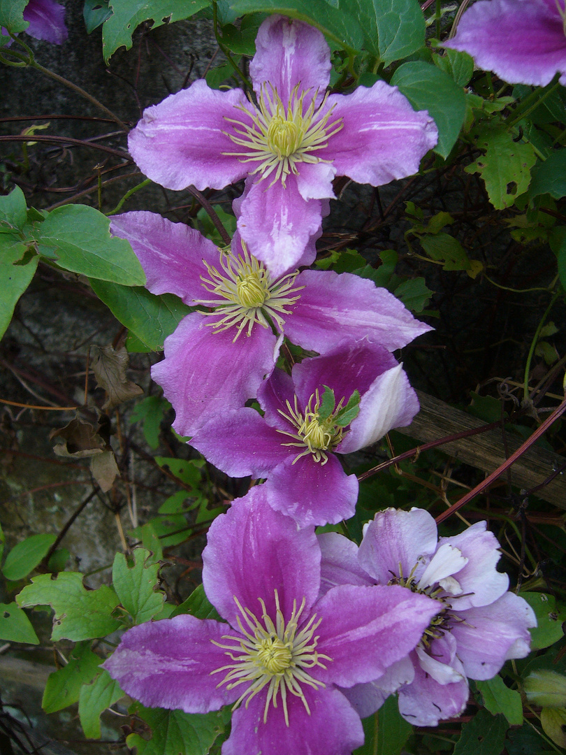 Clematis