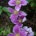 Clematis