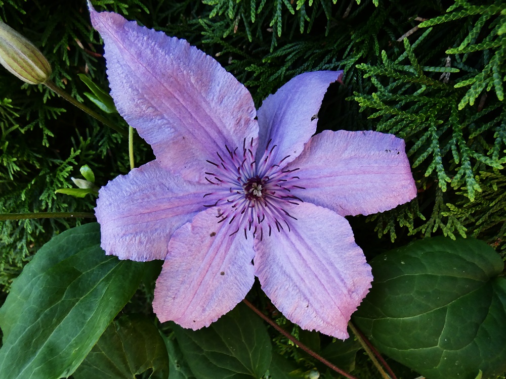 Clematis