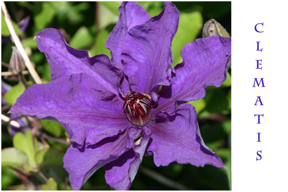 Clematis