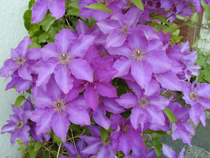 Clematis