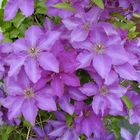 Clematis