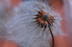 clematis