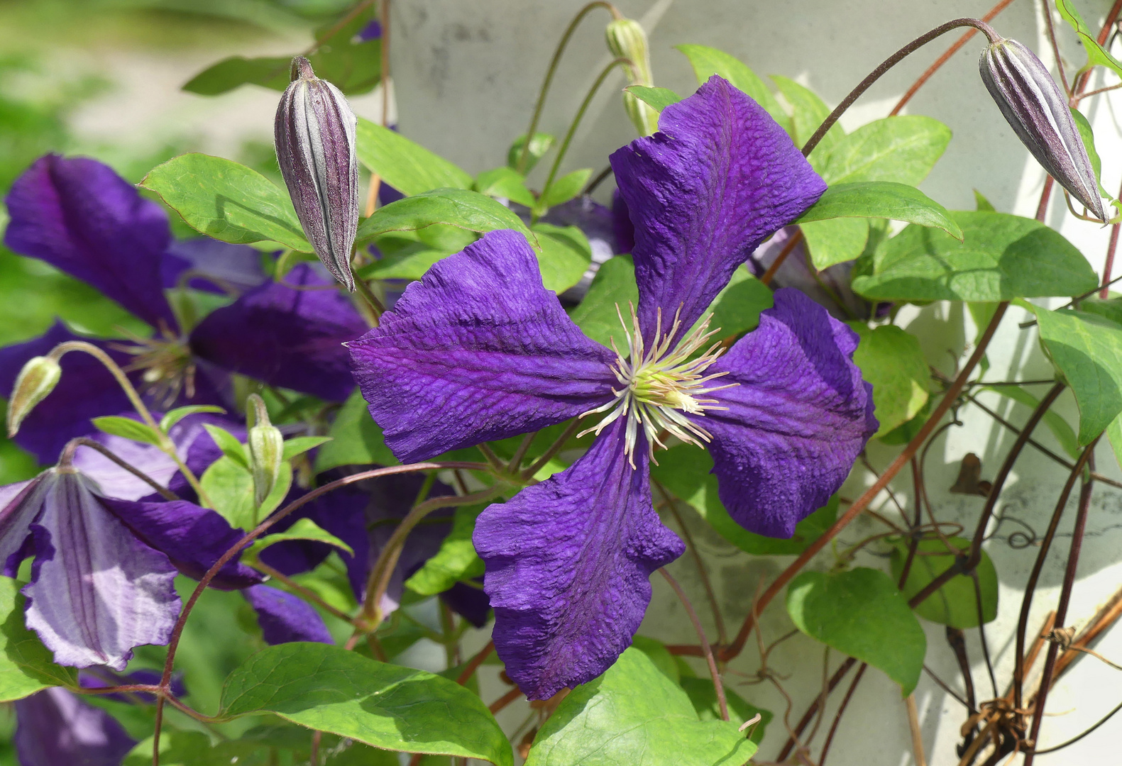 Clematis