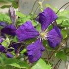 Clematis