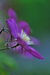 Clematis