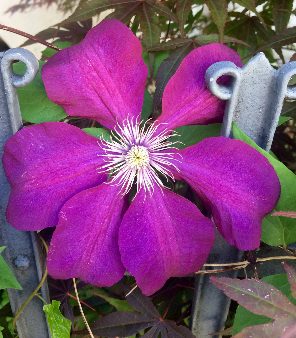 Clematis