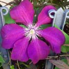 Clematis