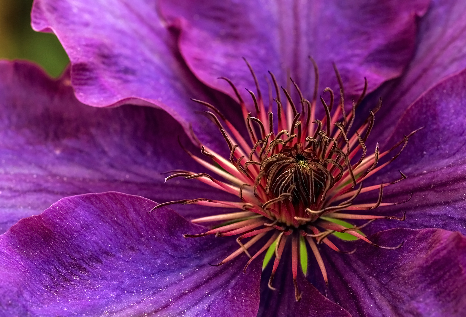 Clematis