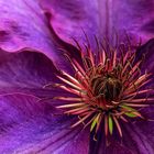 Clematis