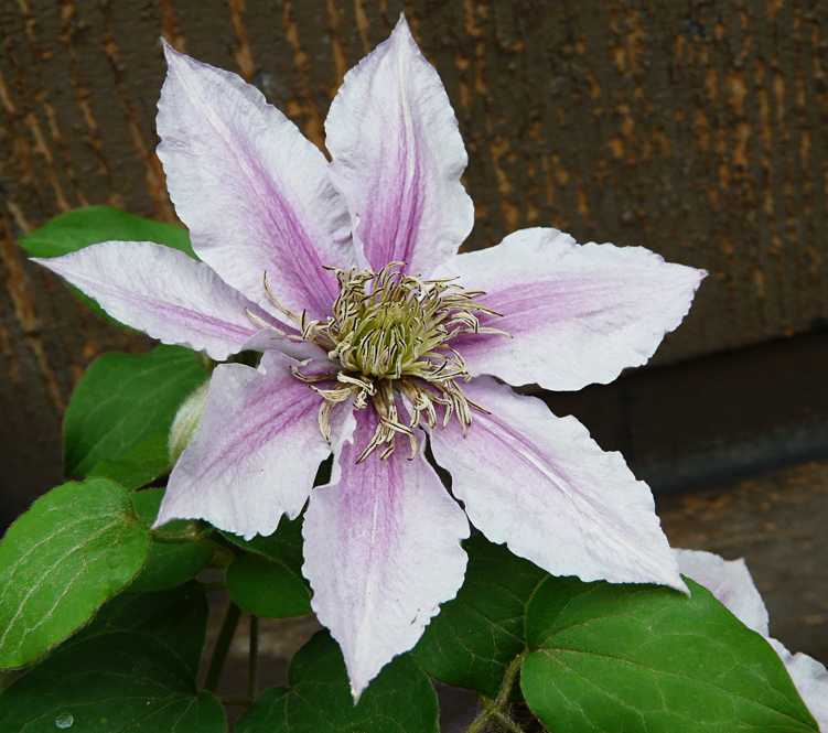 Clematis