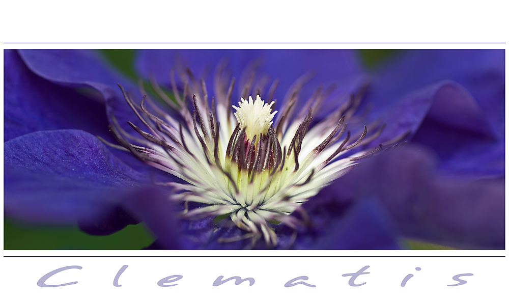 Clematis