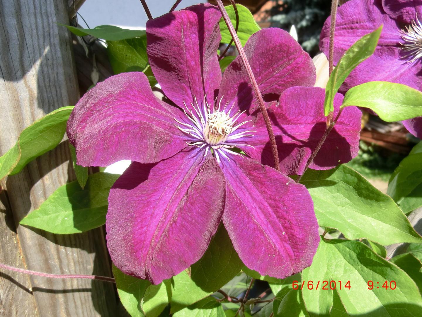 Clematis