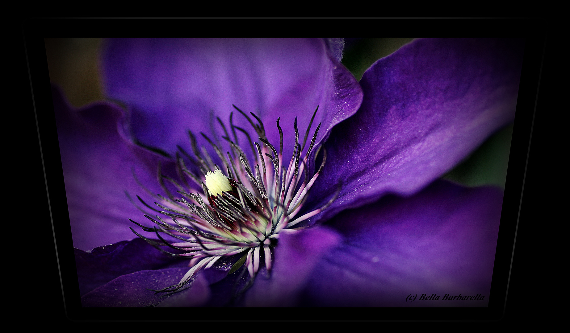 Clematis