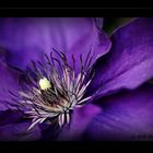 Clematis