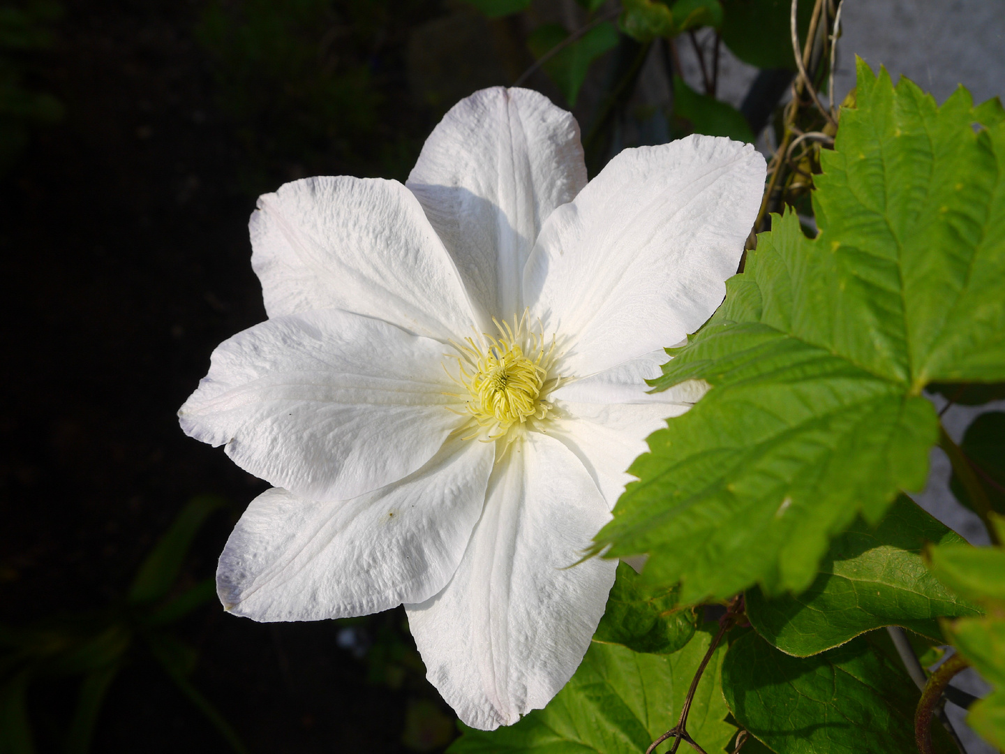 Clematis