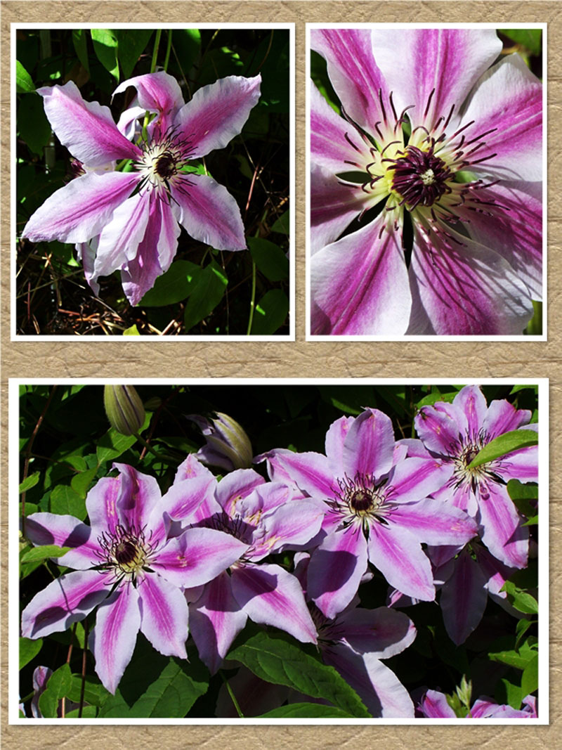 clematis