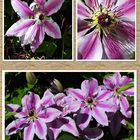 clematis