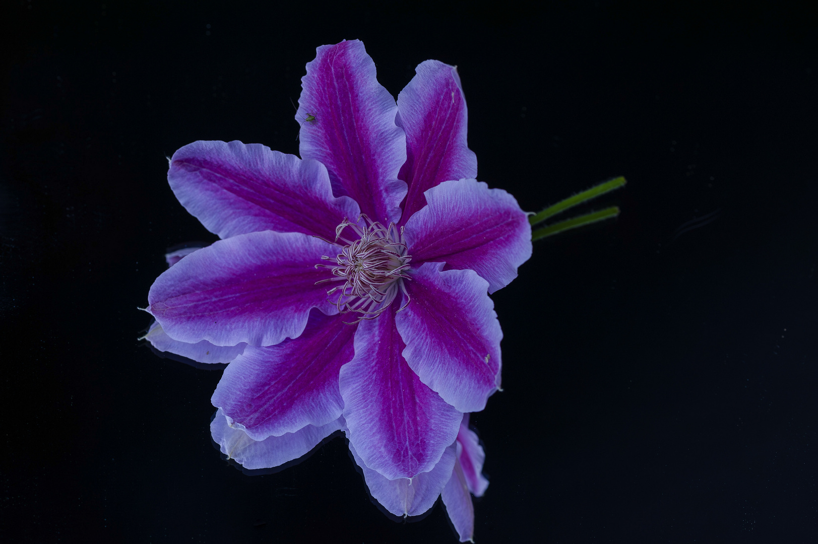 Clematis