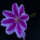 Clematis