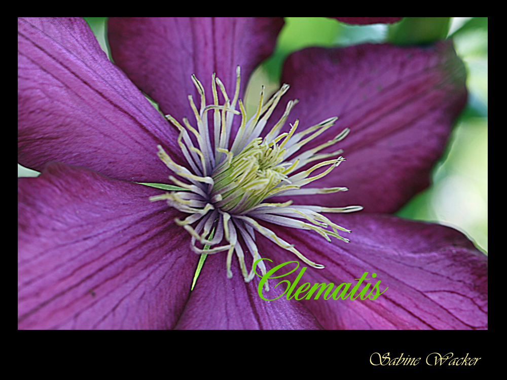 Clematis