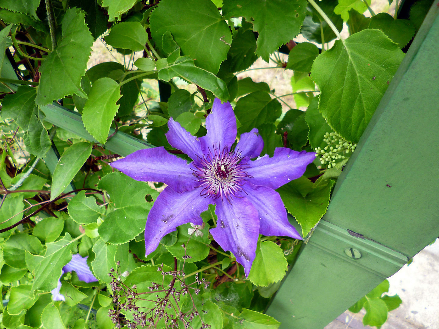 Clematis