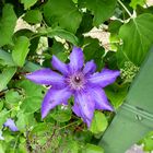 Clematis