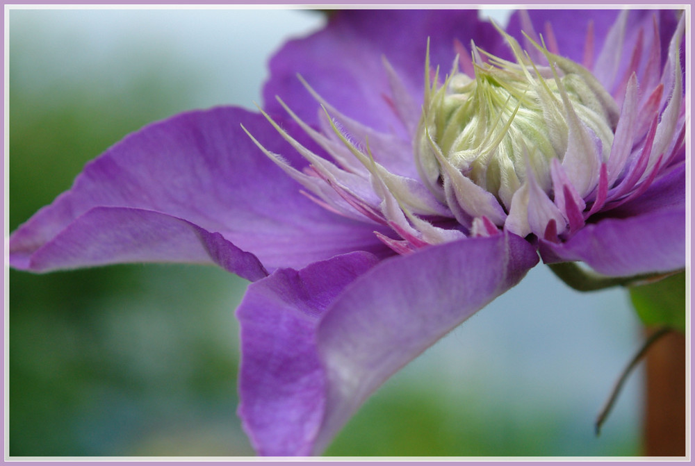 Clematis