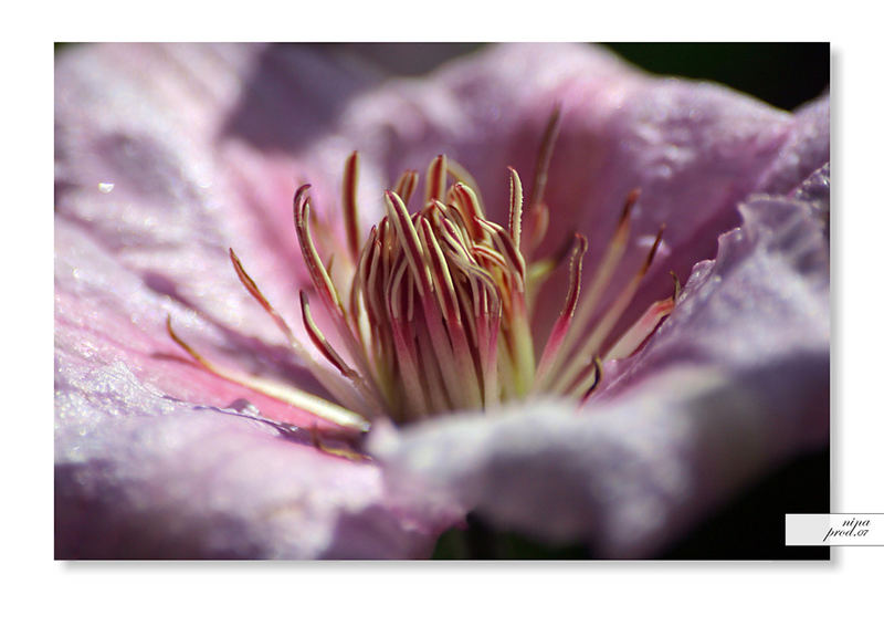 ...: clematis :...